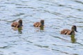 Ducklings Swimming, MallardÃÂ Duck Babies on Water Surface Royalty Free Stock Photo
